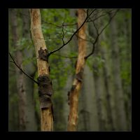 Detail suchých stromků v lese pod Radhoštěm
